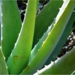 aloe_vera-Home Remedies for Pimples in Ayurveda