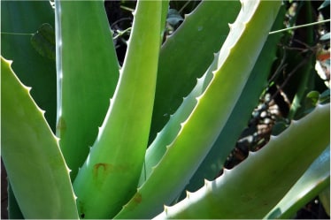 Home Remedies for Pimples in Ayurveda-aloe vera