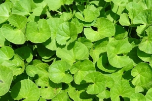 Brahmi-Ayurvedic Foods and Herbs for Hair Growth and Thickness
