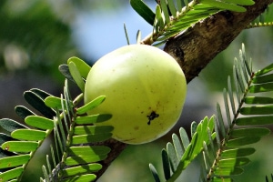 Amla-Ayurvedic Foods and Herbs for Hair Growth and Thickness
