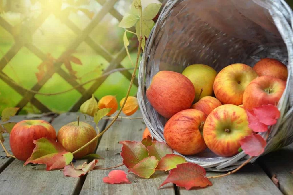 Apple- Energy Boosting Foods and Drinks to Keep You Active