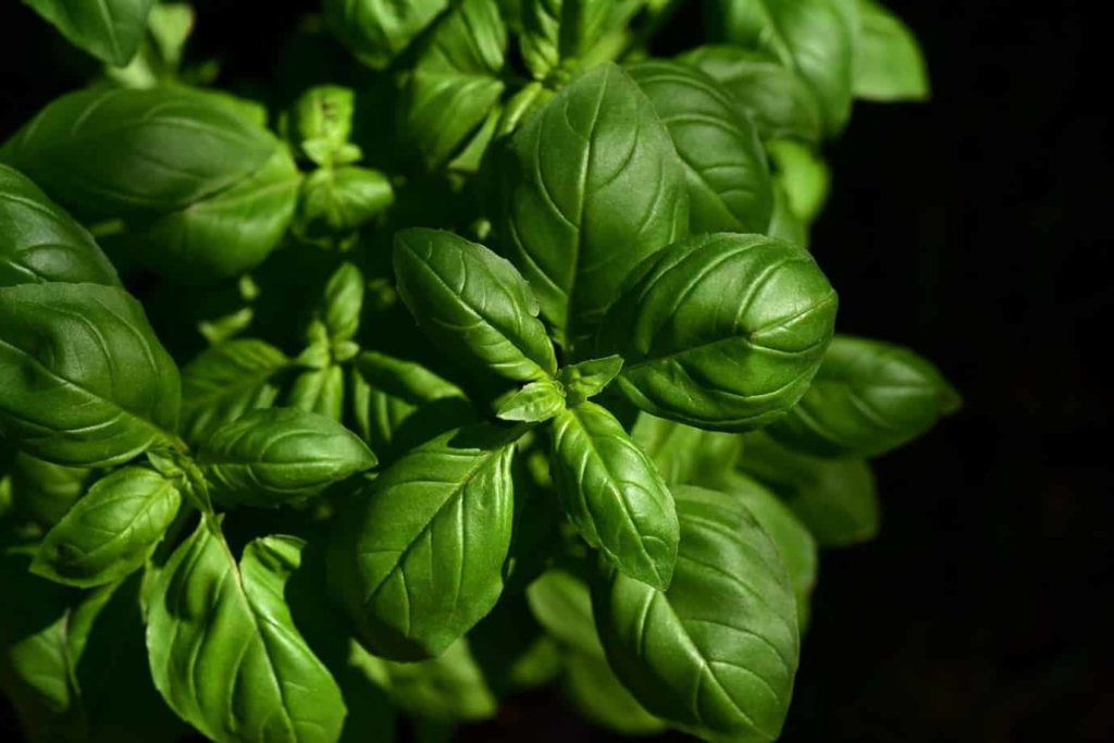 basil-Food Poisoning: Causes, Symptoms, and Home Remedies