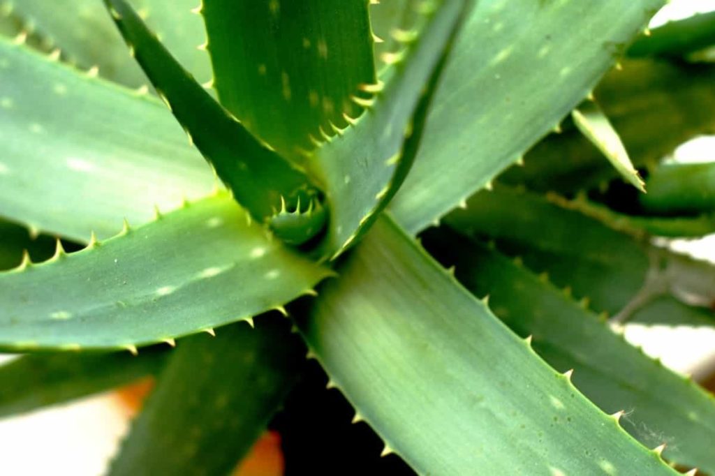 Aloe vera- Incredible Beauty Tips for Flawless Skin and Hair