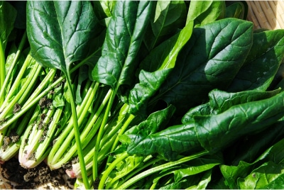 leafy vegetables- Best Foods to Reduce Belly Fat