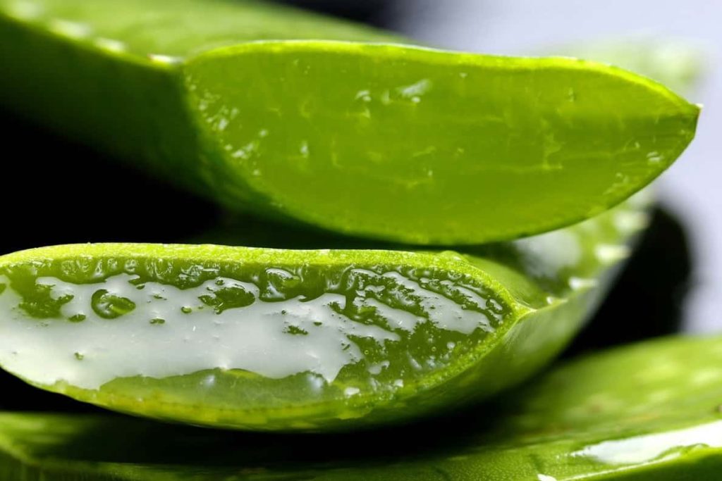 Aloe Vera-Home Remedies For Dust Allergy
