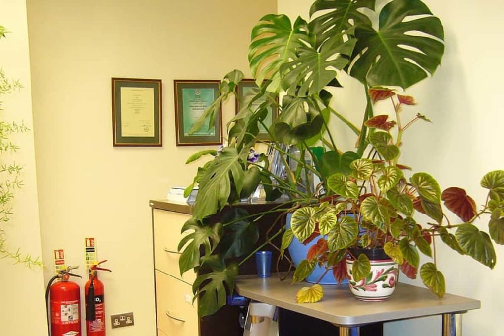  Indoor plants-Home Remedies For Dust Allergy