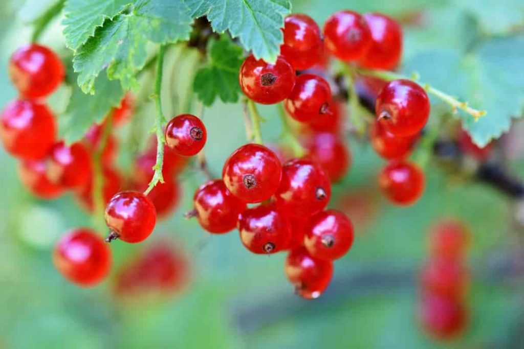Home Remedies For Urinary Tract Infection-Drink cranberry juice