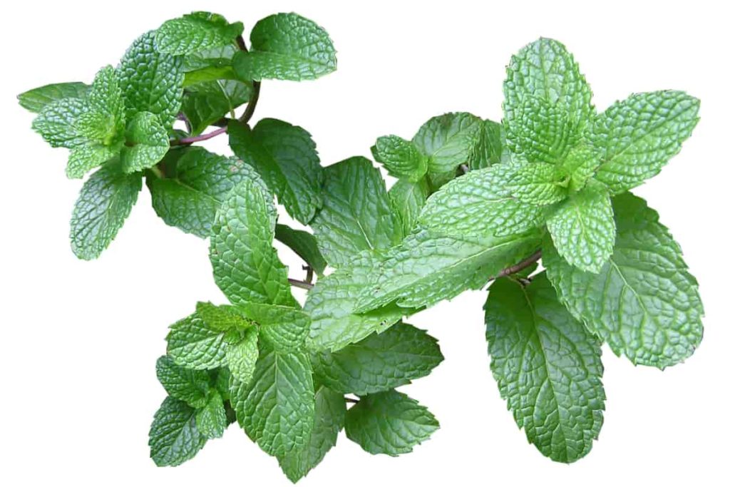 Easy Home Remedies for Pimples-Mint